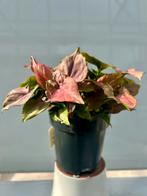 Syngonium Mickey Mouse P12, Overige soorten, In pot, Minder dan 100 cm, Groene kamerplant