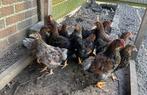 Wyandotte kriel goudblauw en goudzwart gezoomd van 15 juni, Dieren en Toebehoren, Pluimvee, Meerdere dieren, Kip