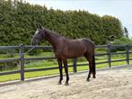 Lieve ruin te koop, Dieren en Toebehoren, Ruin, 3 tot 6 jaar