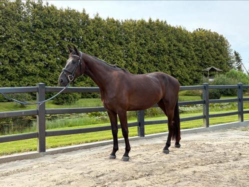 Lieve ruin te koop, Dieren en Toebehoren, Paarden, Ruin, 3 tot 6 jaar