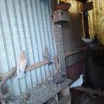 Kumru duiven turkse fluit duiven, Dieren en Toebehoren, Vogels | Duiven, Meerdere dieren, Overige soorten