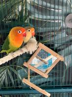 Agarponissen, Dieren en Toebehoren, Meerdere dieren, Parkiet