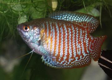 Dwerg gourami, honig gourami, heel veel gourami`s beschikbaar voor biedingen