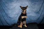 GEZOCHT Australian Working Kelpie, Dieren en Toebehoren, Rabiës (hondsdolheid), 8 tot 15 weken, Eén hond, Nederland
