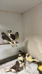 Bonte kanaries, Dieren en Toebehoren, Vogels | Kanaries, Meerdere dieren, Kleurkanarie