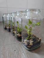 Mini terrarium met waterplant, Huis en Inrichting, Kamerplanten, Ophalen, Overige soorten, Minder dan 100 cm