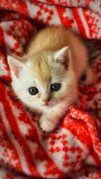 Britse korthaar kitten, Dieren en Toebehoren, Gechipt, 0 tot 2 jaar, Kater