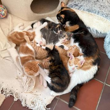 Mooi Nestje 7 Kittens Rood-Wit Grijs Lapjes Poesjes Katers   beschikbaar voor biedingen