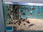 Protomelas Steveni Taiwan Reef Malawi Cichliden, Vis, Zoetwatervis
