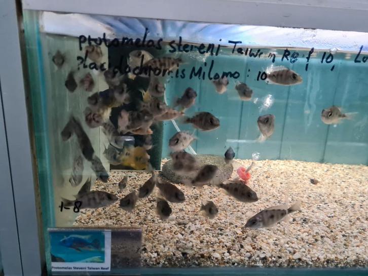Protomelas Steveni Taiwan Reef Malawi Cichliden, Dieren en Toebehoren, Vissen | Aquariumvissen, Zoetwatervis, Vis