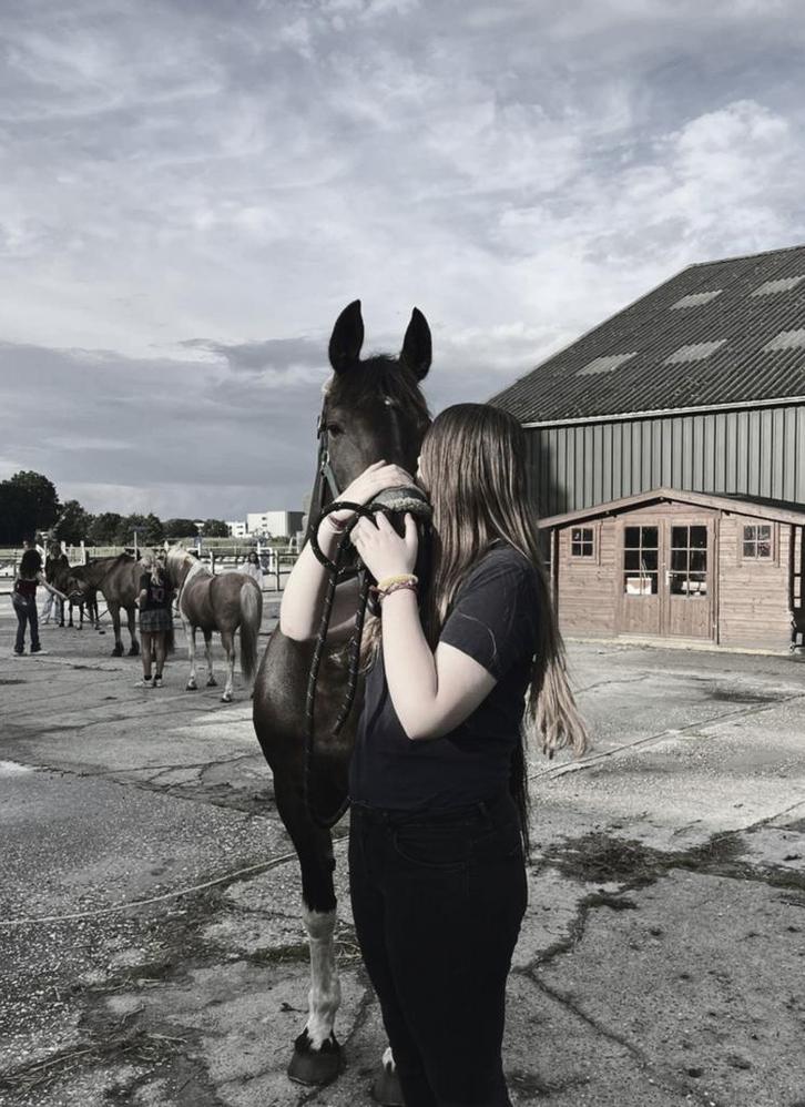 Bijrijder aangeboden/lease paard gezocht, Dieren en Toebehoren, Paarden en Pony's | Verzorgingsproducten, Ophalen of Verzenden