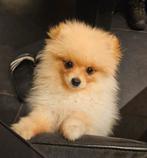 Pomeranian/dwergkees reutje, Dieren en Toebehoren, Honden | Poolhonden, Keeshonden en Oertypen, Keeshond, Reu, CDV (hondenziekte)