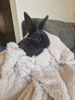 Baby konijntje, Dieren en Toebehoren, Konijnen, Mannelijk, Dwerg