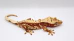 Wimpergekko/Crested gecko/Correlophus ciliatus, Dieren en Toebehoren, Hagedis, Tam, 0 tot 2 jaar