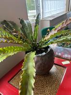 Plantenpot, Ophalen, Overige soorten, Volle zon