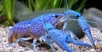 Blauwe kreeft, Kreeft, Krab of Garnaal, Zoetwatervis