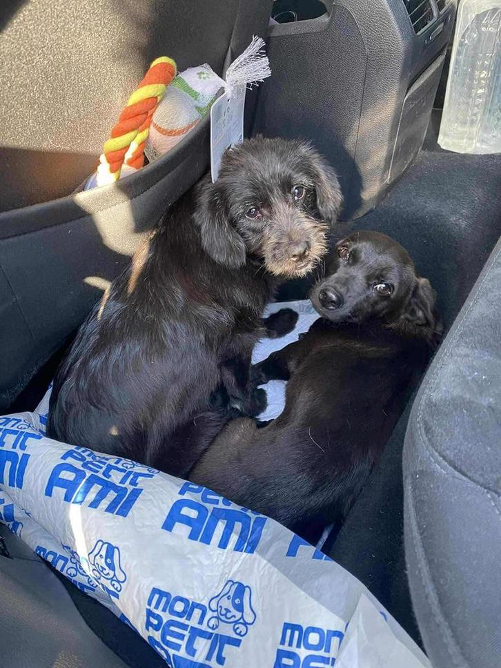 Pip en Puck teefje 7 maanden klein & klein medium, Dieren en Toebehoren, Honden | Niet-rashonden, Klein, Teef, Particulier, Meerdere