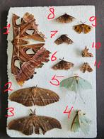 Verschillende nachtvlinder specimens, Vlinders of Rupsen