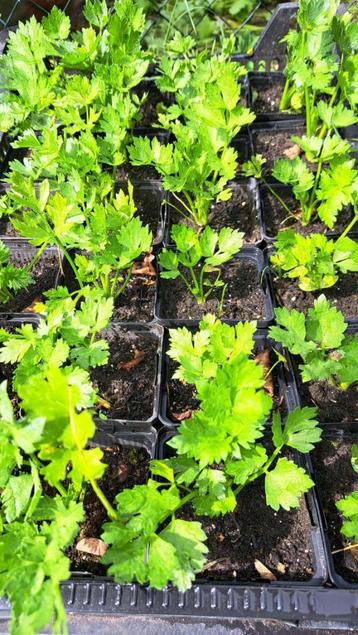 Biologische knolselderij planten beschikbaar voor biedingen