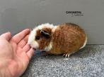 Us Teddy Goudagouti rood wit Californian zwart beertje, Cavia, Mannelijk, Tam, September