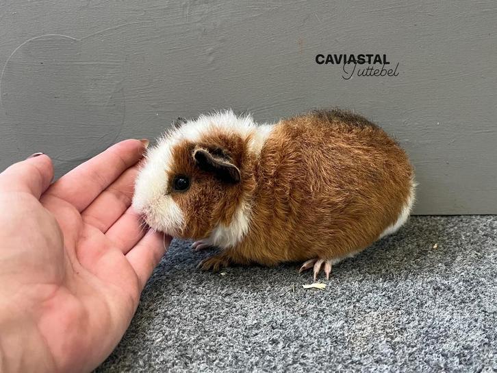 Us Teddy Goudagouti rood wit Californian zwart beertje, Dieren en Toebehoren, Knaagdieren, Mannelijk, Cavia, September, Tam