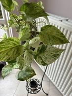 Scindapsus Aureus in een grote glazen pot/kamerplant, Ophalen, In pot, Halfschaduw, 100 tot 150 cm