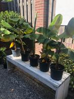 Bananenplant., Ophalen of Verzenden, Zomer