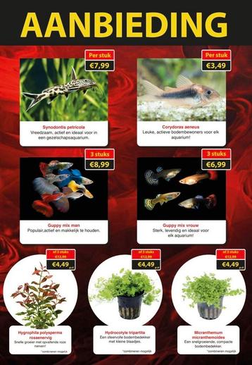 Maandactie September aquariumvissen en planten🌿🐠 beschikbaar voor biedingen
