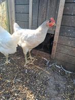 Jersey giant kuikens zeldzame kleuren!, Dieren en Toebehoren, Pluimvee, Meerdere dieren, Kip