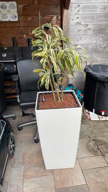 plantenbak incl. Dracaena  beschikbaar voor biedingen