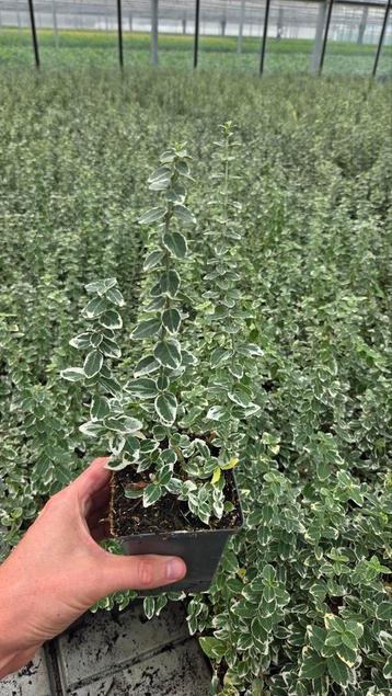 Euonymus Gaiety - witbont - vaste plant - 9cm pot beschikbaar voor biedingen