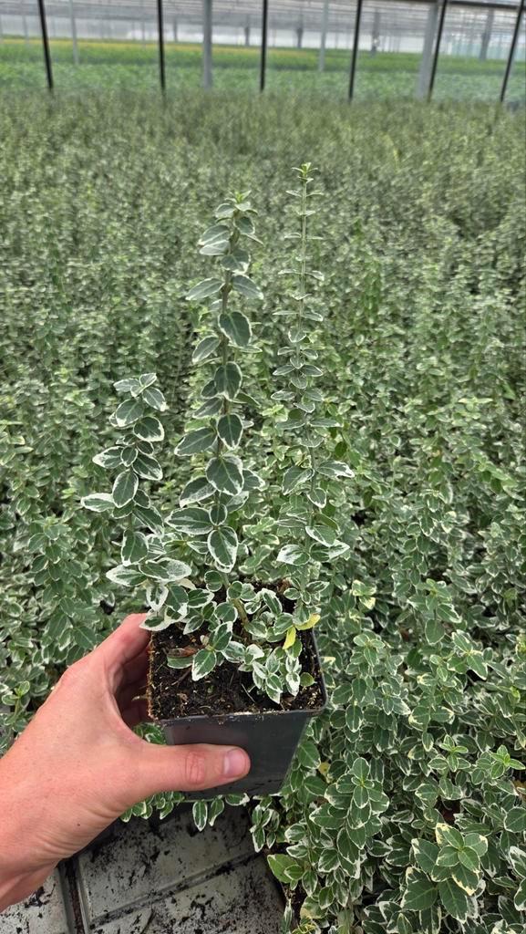 Euonymus Gaiety - witbont - vaste plant - 9cm pot, Tuin en Terras, Planten | Struiken en Hagen, Overige soorten, Minder dan 100 cm