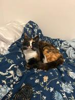 *VERMIST* Izzie Kalsdonk Roosendaal, Dieren en Toebehoren, Poes