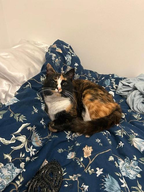 *VERMIST* Izzie Kalsdonk Roosendaal, Dieren en Toebehoren, Katten en Kittens | Overige Katten, Poes