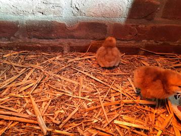 Rhode island red beschikbaar voor biedingen