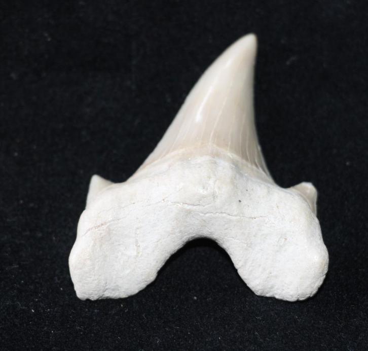 Haaientand, Verzamelen, Mineralen en Fossielen, Fossiel, Ophalen of Verzenden