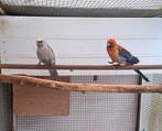 Pennant rosella, Meerdere dieren, Parkiet, Geringd