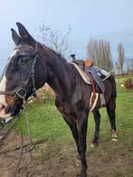 Verzorgpaard aangeboden, Dieren en Toebehoren, Stalling en Weidegang