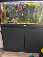 Discus vissen te koop, Dieren en Toebehoren, Vissen | Aquariumvissen, Vis, Zoetwatervis, Schoolvis