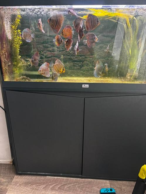 Discus vissen te koop, Dieren en Toebehoren, Vissen | Aquariumvissen, Zoetwatervis, Vis, Schoolvis