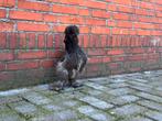 2 zijderhoenders, Dieren en Toebehoren, Pluimvee, Meerdere dieren, Kip