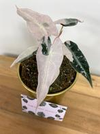 Alocasia Bambino Pink Variegata, Huis en Inrichting, Kamerplanten, Ophalen of Verzenden, Overige soorten, Minder dan 100 cm