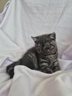 Noir – Zeldzaam Black Smoke Brit kitten – €933, Dieren en Toebehoren, Katten en Kittens | Raskatten | Korthaar, Kater, Gechipt