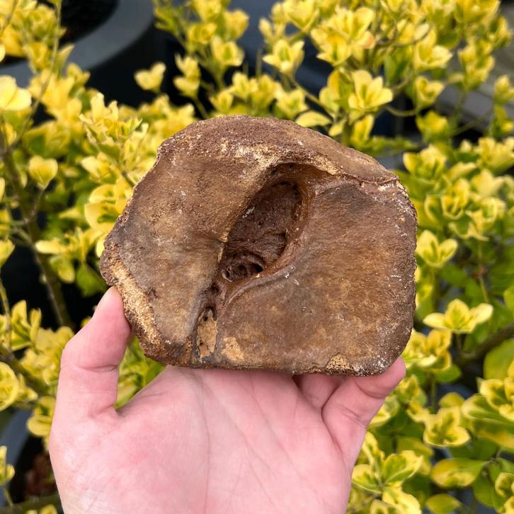 Astralagus Mammoet Noordzee, Verzamelen, Mineralen en Fossielen, Fossiel, Ophalen of Verzenden