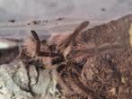 Vogelspin., Dieren en Toebehoren
