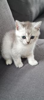 Blauwe rus/britse korthaar kittens, Dieren en Toebehoren, Katten en Kittens | Raskatten | Langhaar, Kater, Met stamboom