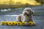 Mini Labradoodle dekreu. Volledig getest, Rabiës (hondsdolheid), Reu, Eén hond, 3 tot 5 jaar