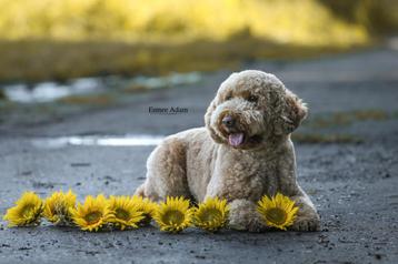 Mini Labradoodle dekreu. Volledig getest  beschikbaar voor biedingen