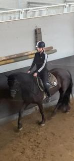 lease/bijrijdpaard gezocht / bijrijdster aangeboden, Dieren en Toebehoren, Paarden en Pony's | Verzorgingsproducten, Ophalen of Verzenden