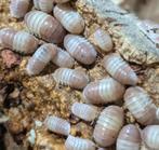 isopods cubaris pink panda, Dieren en Toebehoren, Overige soorten